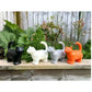 Cat Watering Can