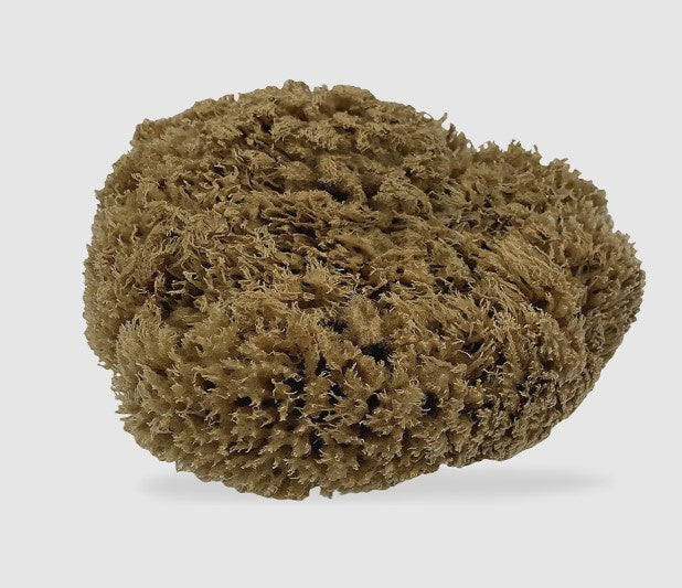 Natural Mediterranean Sea Sponge