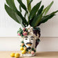 Moor Head King Fruit