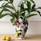 Moor Head King Fruit S